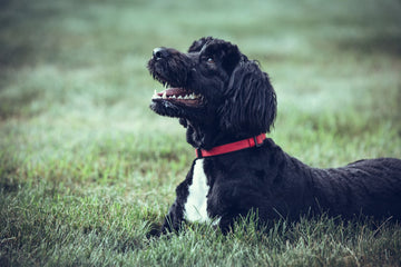 Portuguese Water Dog lying in the grass
