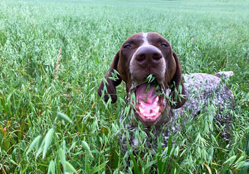 Dog eating grass