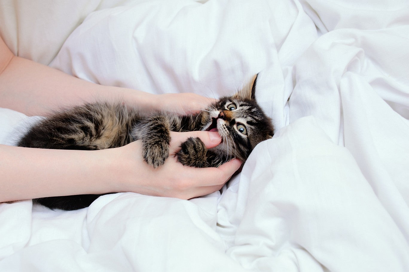 How to Get a Kitten to Stop Biting Dutch