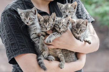 How Many Cats Are In A Litter Of Kittens?