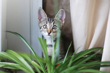 Kitten looking through grass