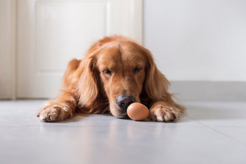 do eggs help a dogs dry skin