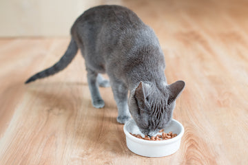 Cat eating wet food from ceramic bowl