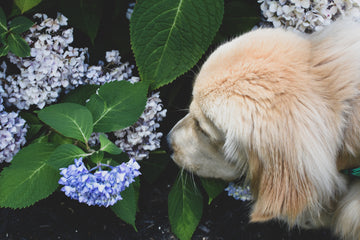 Curious puppy sniffing a hydrangea 