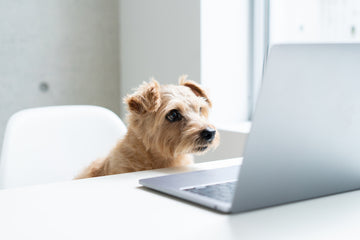 Beige terrier looking at an open laptop