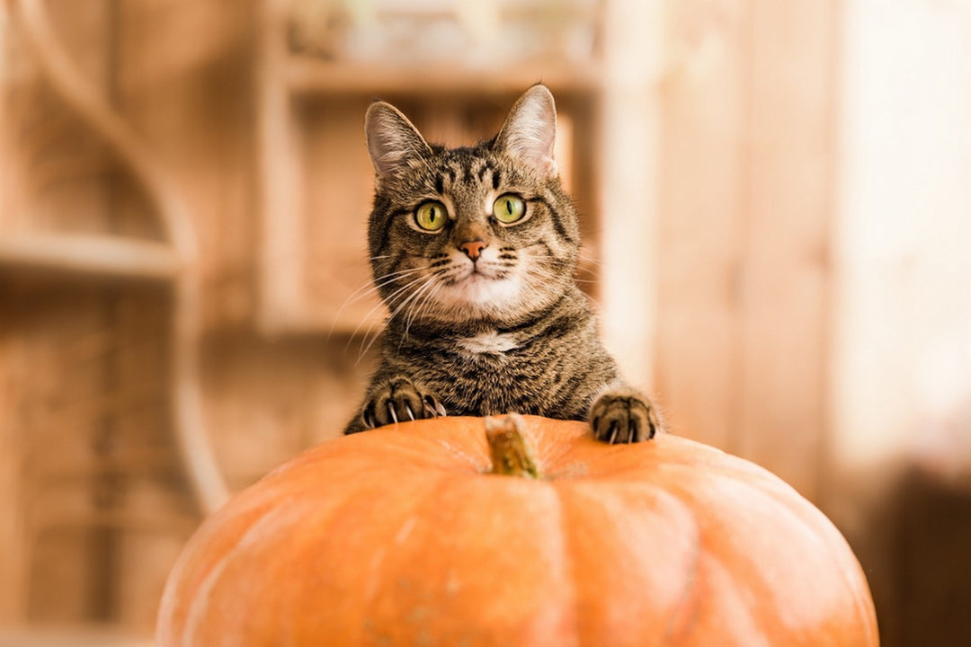 Can Cats Eat Pumpkin? Dutch