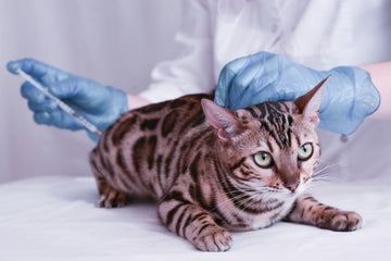 Cat getting feline leukemia vaccine 