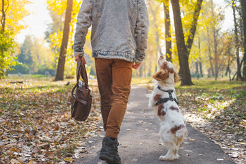 Picture of a dog without a leash walking next to their owner