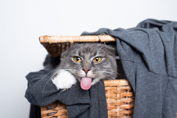Cute gray cat sitting in laundry basket sticking its tongue out