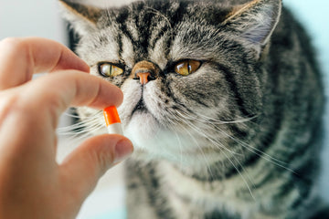 Owner giving cat a pill