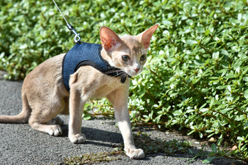 Cat wearing a harness while on a walk
