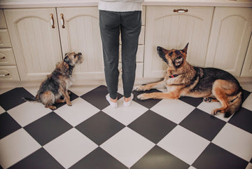 Two dogs looking up at kitchen counter next to owner
