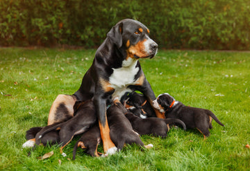Image of a dog nursing its puppies outside