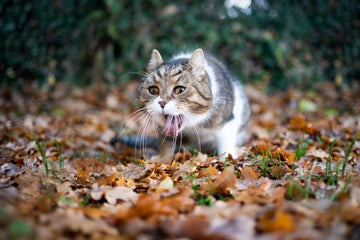 Cat throwing up outside on leaves