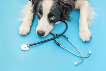 How Often Should You Take Your Dog To The Vet?