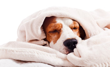 Sick brown and white beagle sleeping under blanket