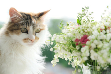 15 Plants That Are Toxic To Cats
