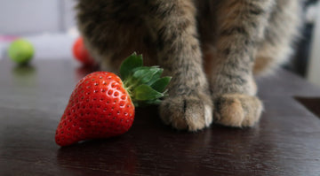 Can Cats Eat Strawberries: What You Should Know