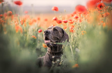 Great Dane in a field of flowers 