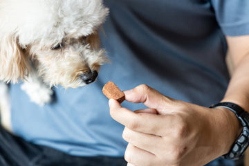 Man feeding dog  chewable tablet for heartworm prevention