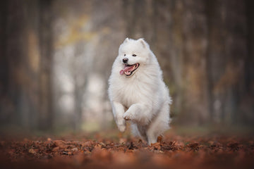 Medium-Sized Dog Breeds: Choosing A Canine Companion
