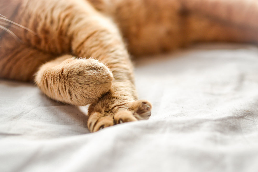 Why Is My Cat Kneading A Blanket? Dutch