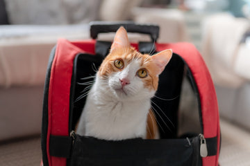 Are Cat Backpacks Safe?