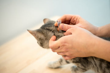 4 Types Of Cat Parasites To Know About