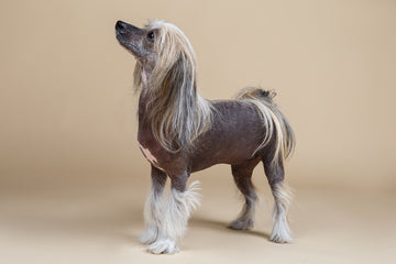 Chinese Crested dog in front of beige background