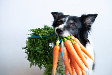 Dog holding a bundle of carrots in its mouth 