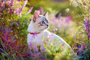 What Plants Are Safe For Cats?