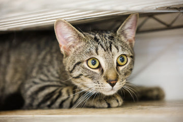 Anxious cat hiding underneath bed 