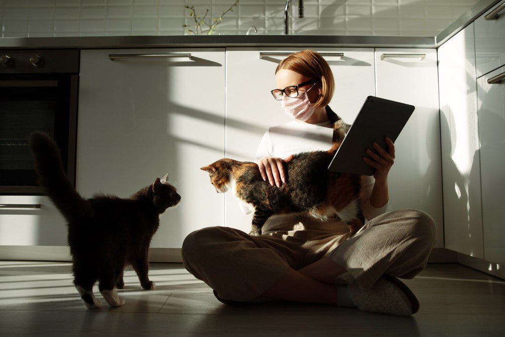 Can Cats Get COVID? (FAQs) Dutch