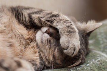 Skærm Mangle Monica Signs & Symptoms Of Allergies In Cats | Dutch