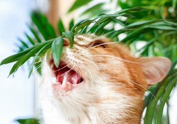 25 Houseplants Safe For Cats