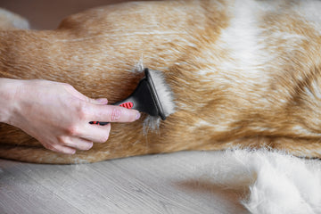Closeup of hand holding a brush, grooming dog’s fur