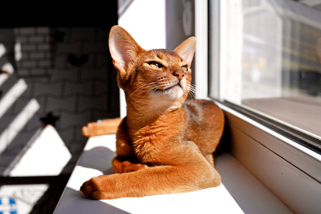 Abyssinian Cat Pet Profile Dutch