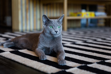 Russian Blue cat with green eyes lying on black and white rug