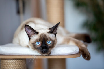 Picture of a Siamese cat laying down