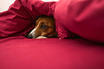 Dog hiding under blankets as a result of a panic attack