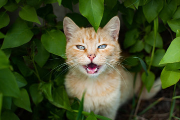 Cat in a bush meowing