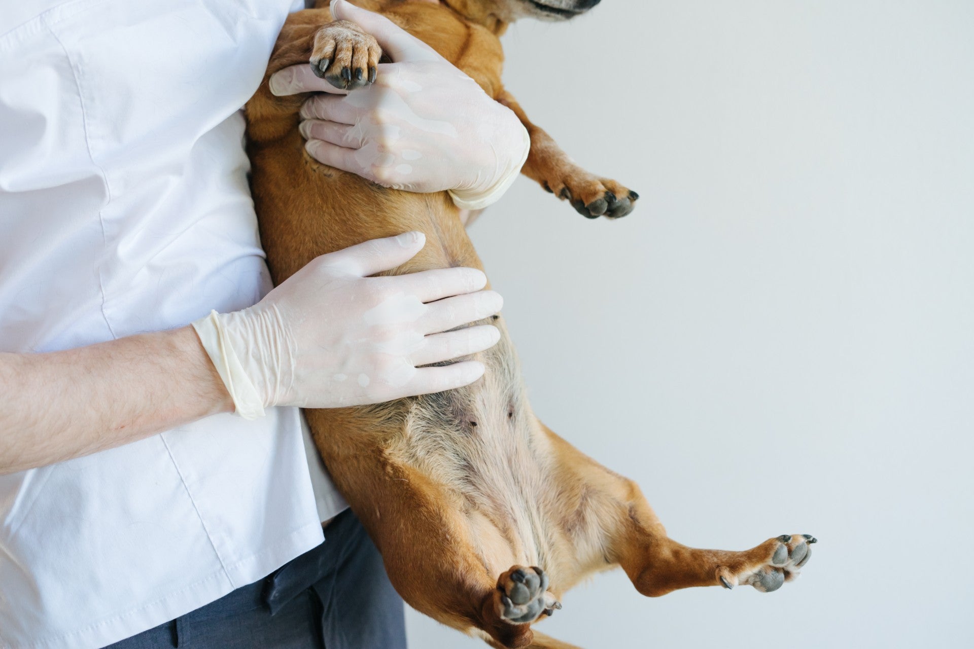 Проблемы с печенью у собаки. Опухоль молочной железы у собаки. Опухоли молочных желёз у собак.