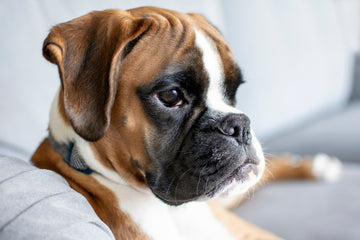 Boxer sitting on couch 