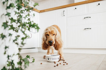 Dog eating kibble from bowl 