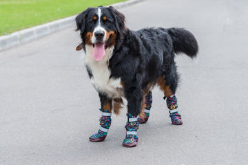 Large Bernese Mountain dog wearing boots