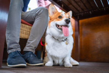 Picture of a dog looking happy, sitting with its owner at a dog-friendly restaurant