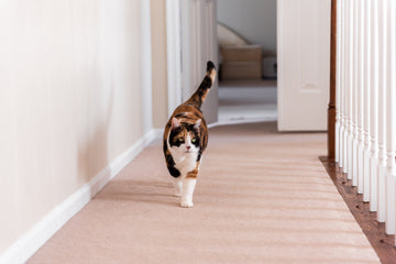 cat pacing indoors