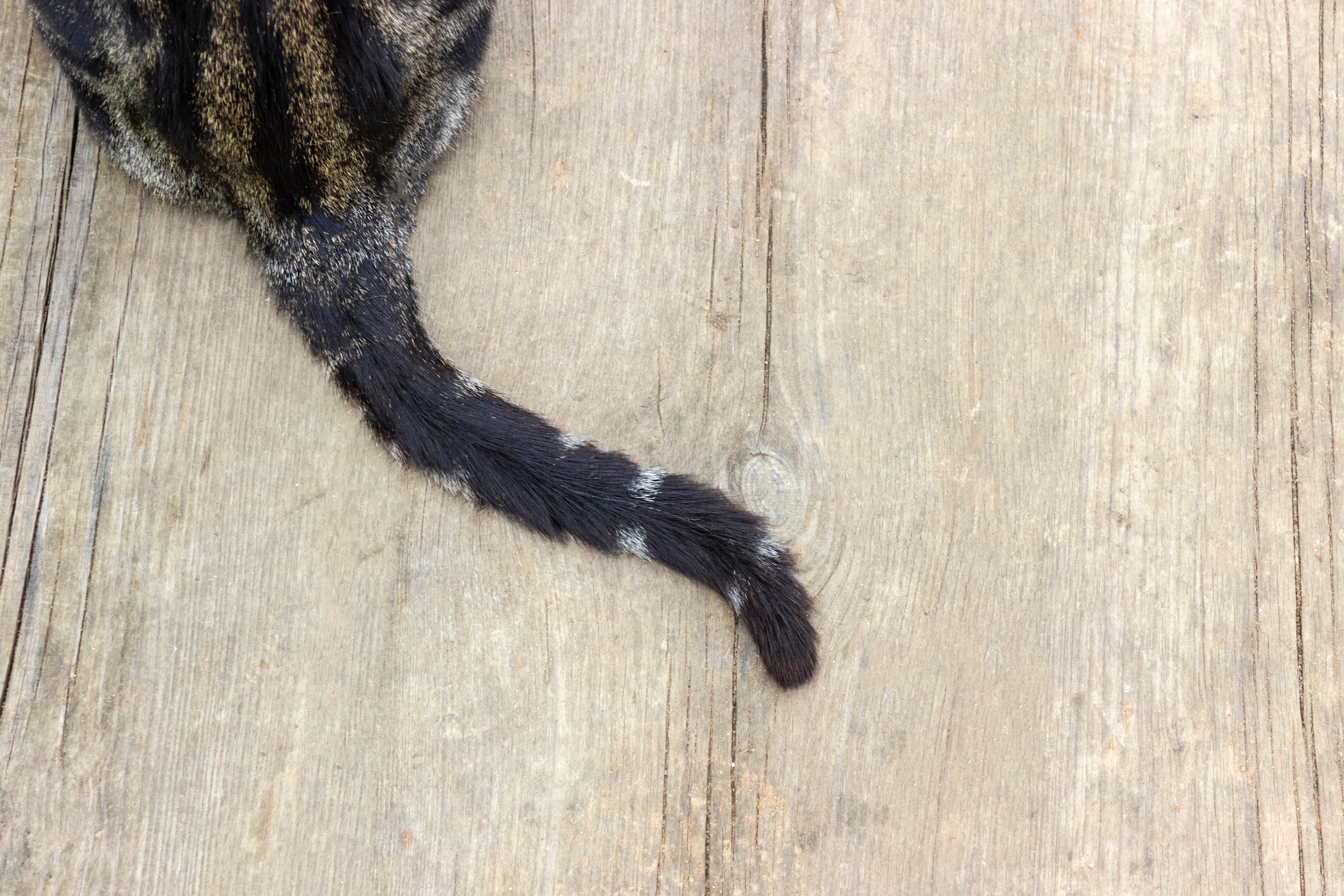 How to Read Your Cat’s Tail Language Dutch