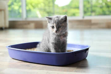 Kitten sitting in a litter box