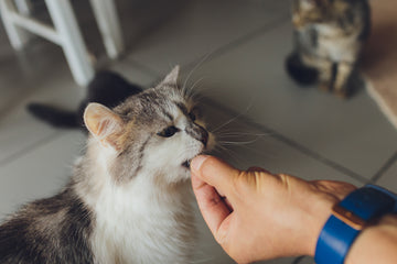 Cat being fed flea and tick control medication by owner